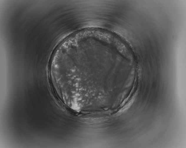 X0000096411121200802211219