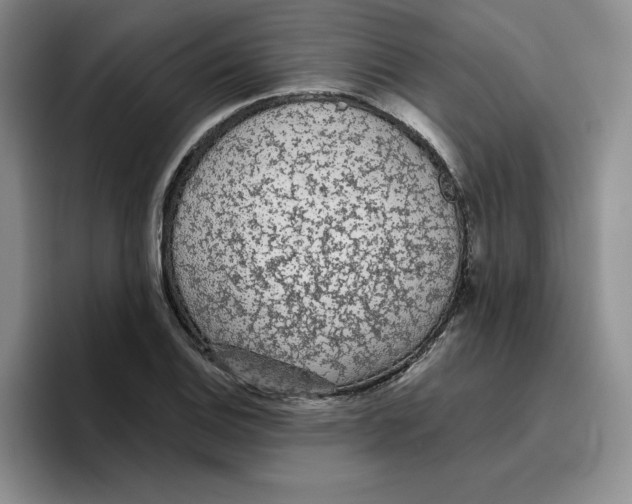 X0000096411124200802211219