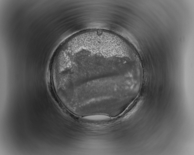 X0000096411125200802211219