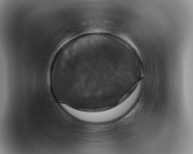X0000096411173200802211219