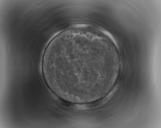 X0000096411194200802211218