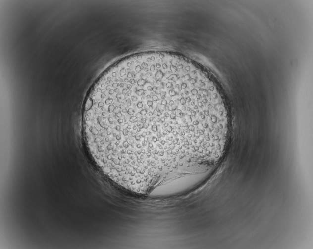 X0000096411220200802211218