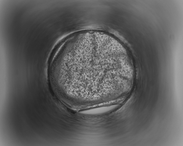 X0000096411222200802211218