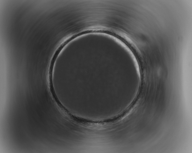 X0000096411229200802211218