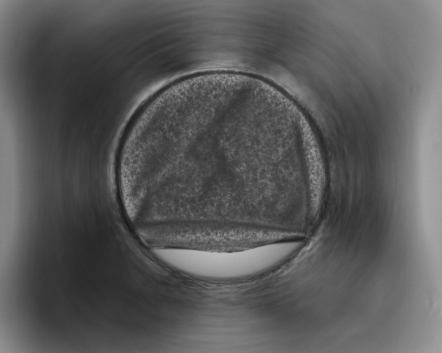 X0000096411230200802211218