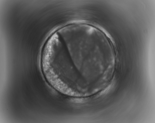X0000096411245200802211218