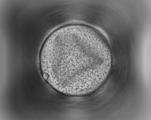 X0000096411287200802211217