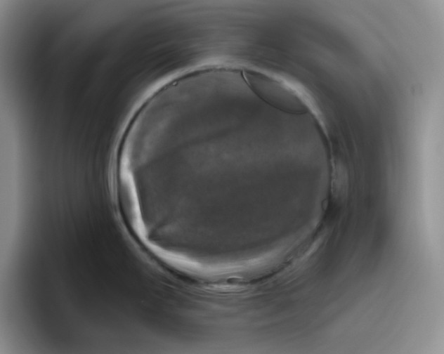 X0000096411295200802211217