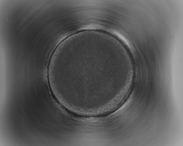 X0000096411329200802211217