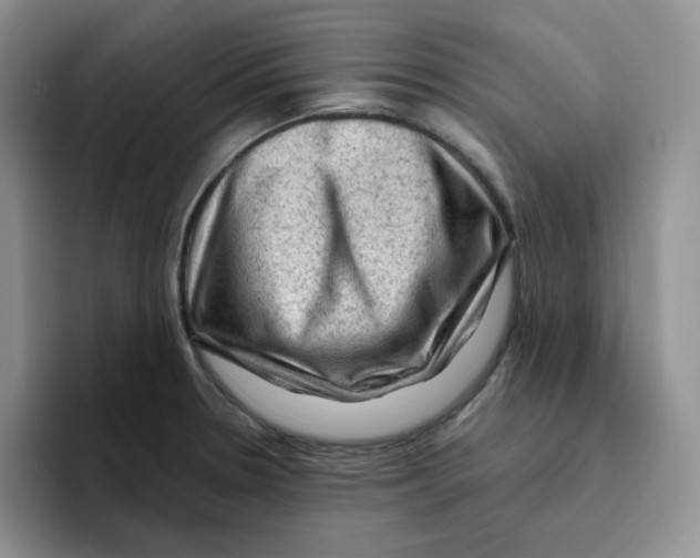X0000096411330200802211217