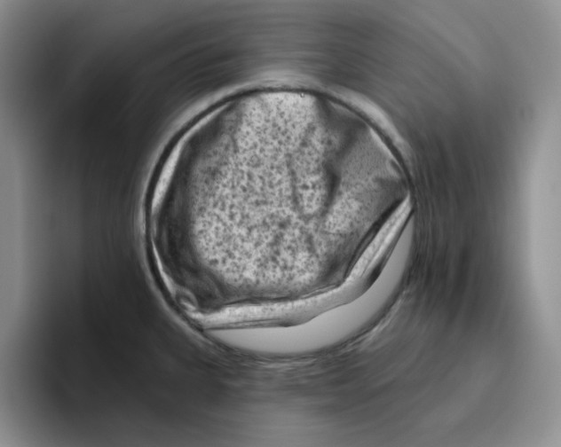 X0000096411335200802211217