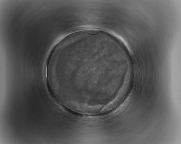 X0000096411365200802211216