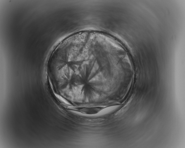 X0000096411367200802211216