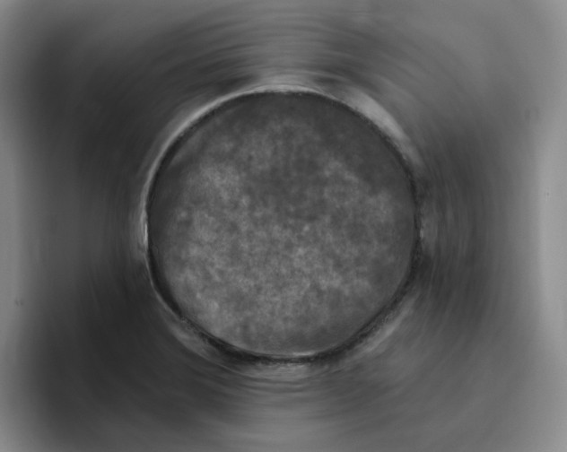 X0000096411372200802211216