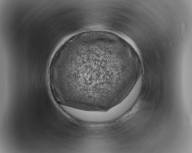 X0000096411389200802211216