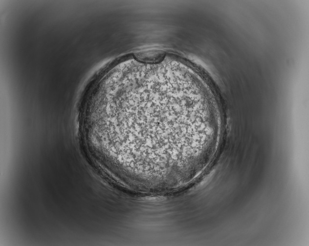 X0000096411406200802211215