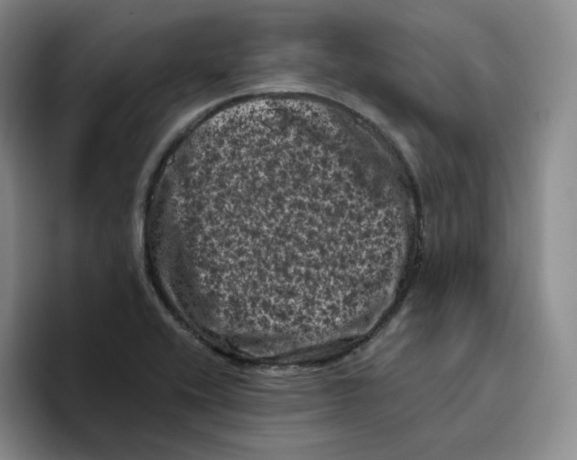 X0000096411416200802211215