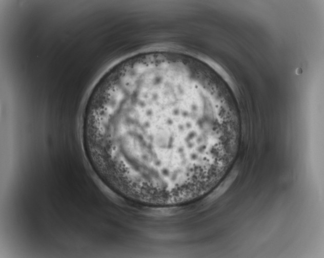 X0000096411438200802211216