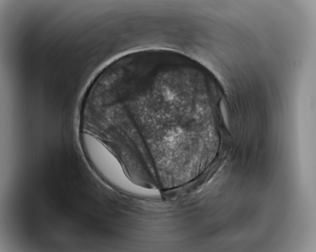 X0000096411508200802211214