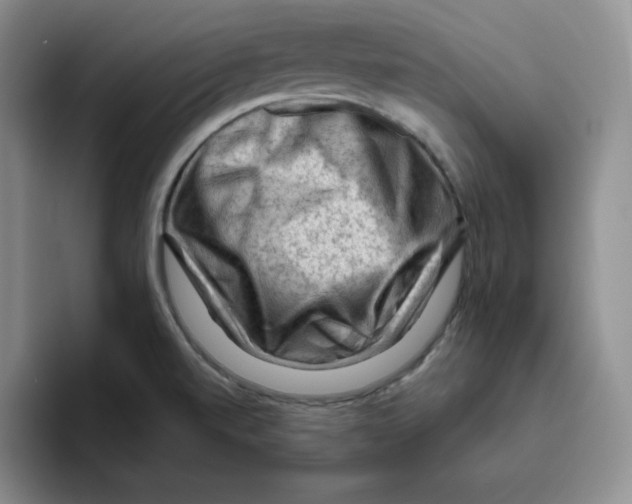 X0000096411520200802211214