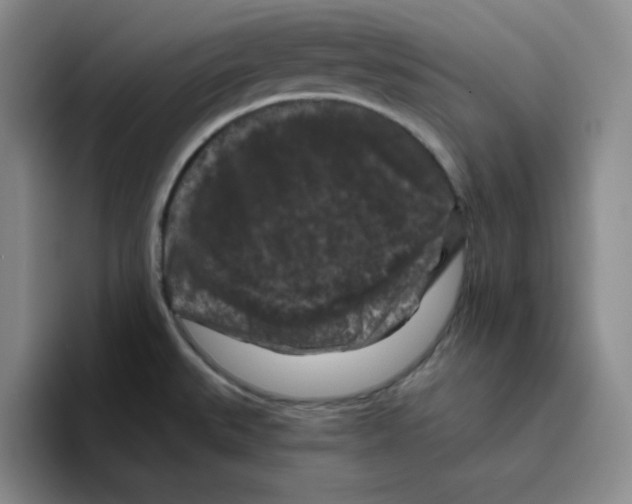 X0000096411527200802211214