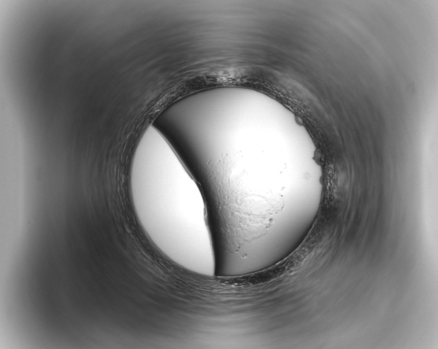X0000096420650200801241004