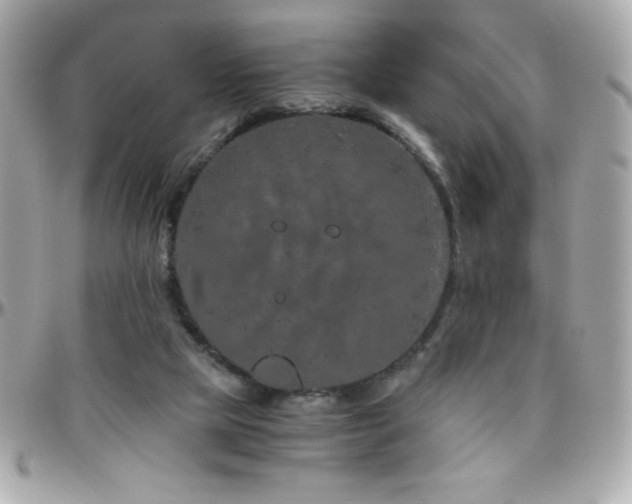 X0000096420065200801241326