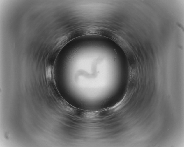 X0000096420094200801241326
