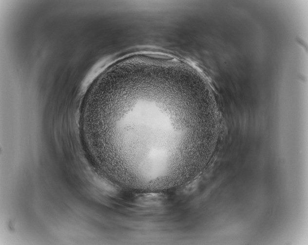 X0000096420151200801241324