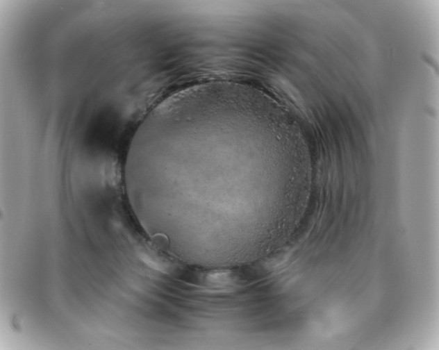 X0000096420173200801241324