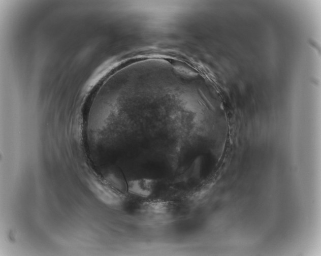 X0000096420295200801241323