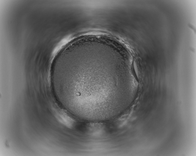 X0000096420296200801241323