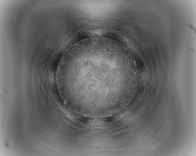 X0000096420331200801241322
