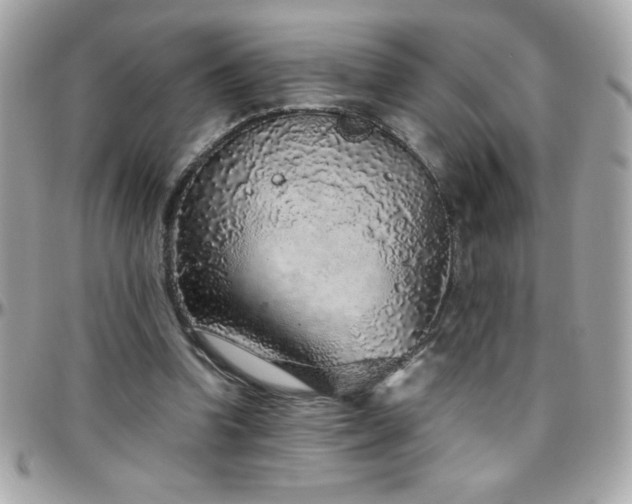 X0000096420346200801241322