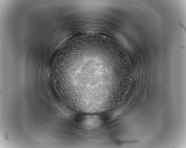 X0000096420363200801241322