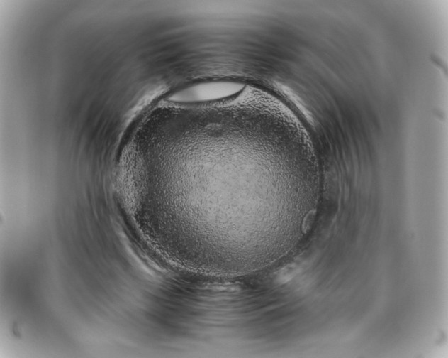 X0000096420443200801241320
