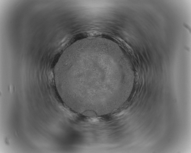 X0000096420523200801241319