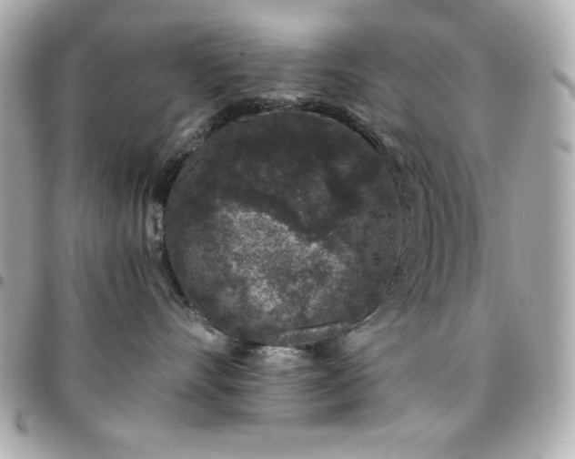 X0000096420528200801241319
