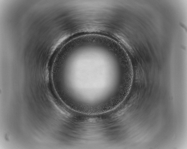 X0000096420584200801241319