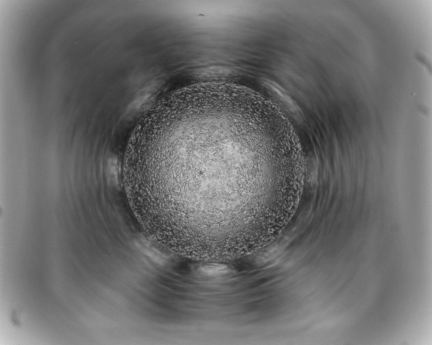 X0000096420669200801241318