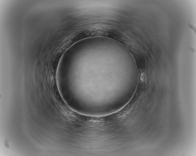 X0000096420771200801241316