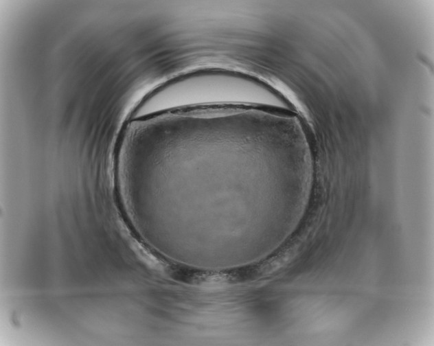 X0000096420791200801241316