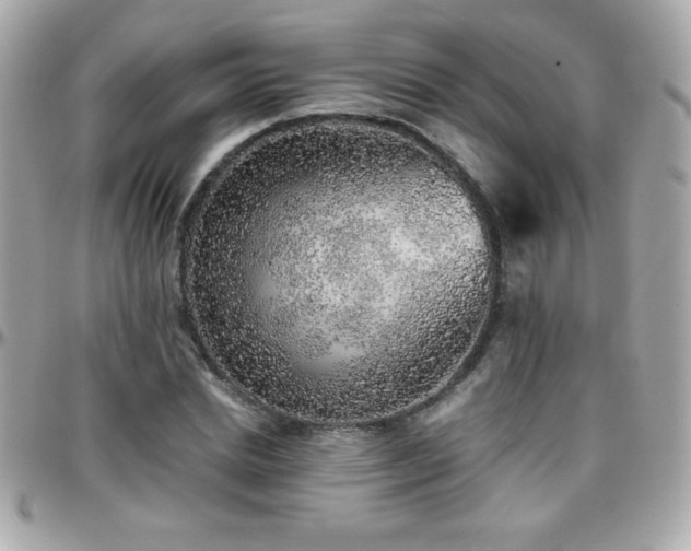 X0000096420830200801241315
