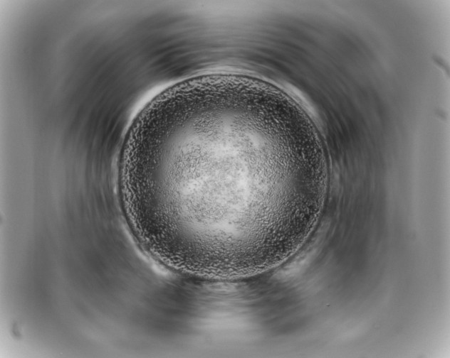 X0000096420862200801241315