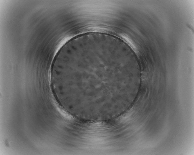 X0000096420891200801241314