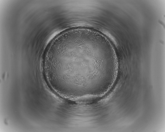 X0000096420983200801241313
