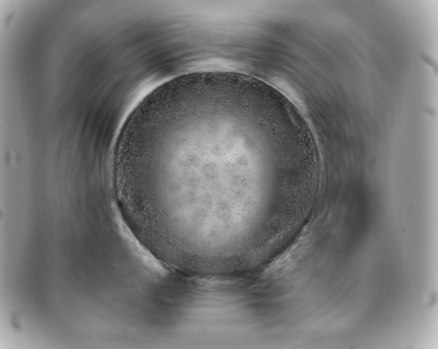 X0000096421008200801241313