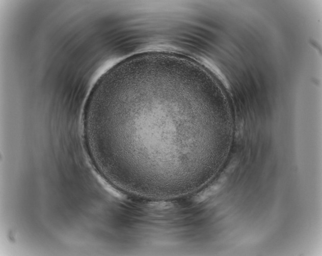 X0000096421037200801241313