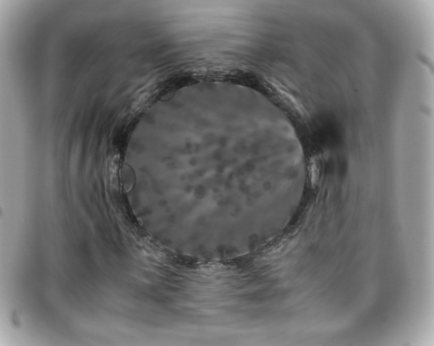 X0000096421059200801241312