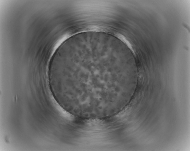 X0000096421091200801241312